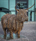 Highland Cow